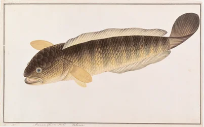 Gemeiner Schlangenkopf, aus Zeichnungen von Fischen von Malakka, ca. 1805-18